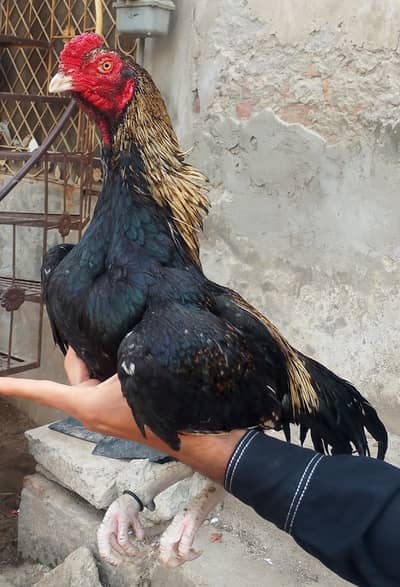 aseel murga for sale