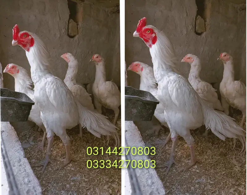Heera/Aseel/chick/eggs/pathy/madi/murga/hera/hira/hen/white/pure/aseel — photo 2
