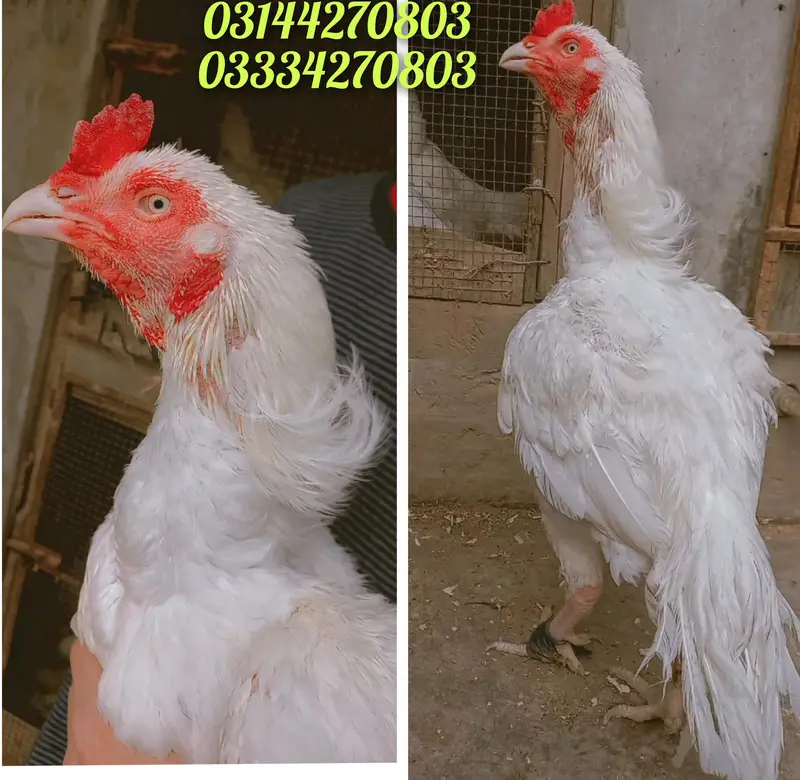 Heera/Aseel/chick/eggs/pathy/madi/murga/hera/hira/hen/white/pure/aseel — photo 5