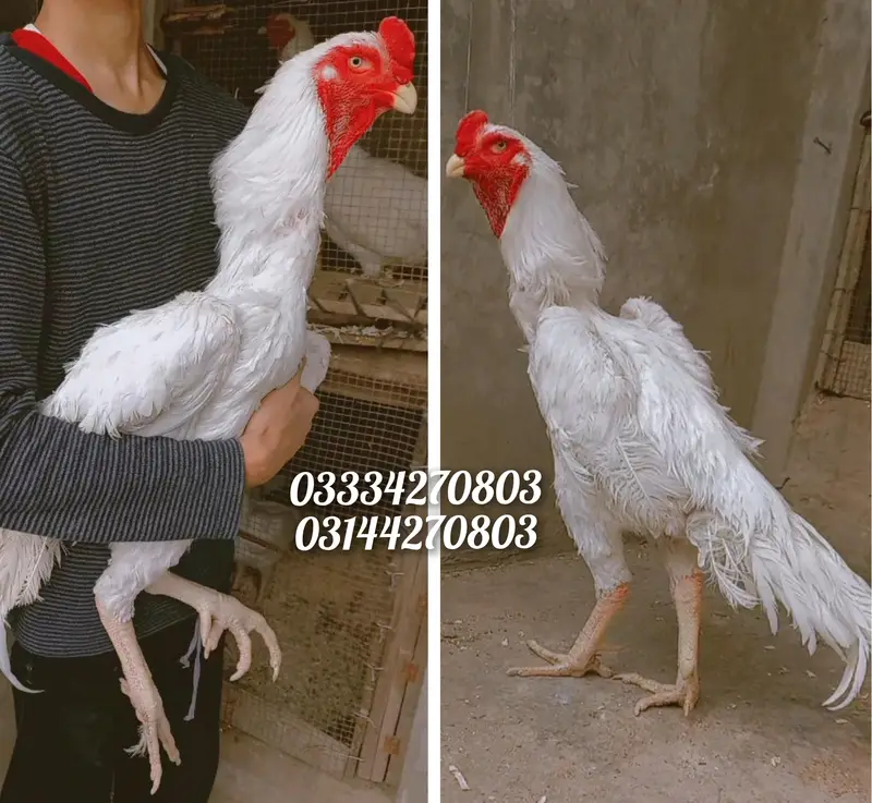 Heera/Aseel/chick/eggs/pathy/madi/murga/hera/hira/hen/white/pure/aseel — photo 6