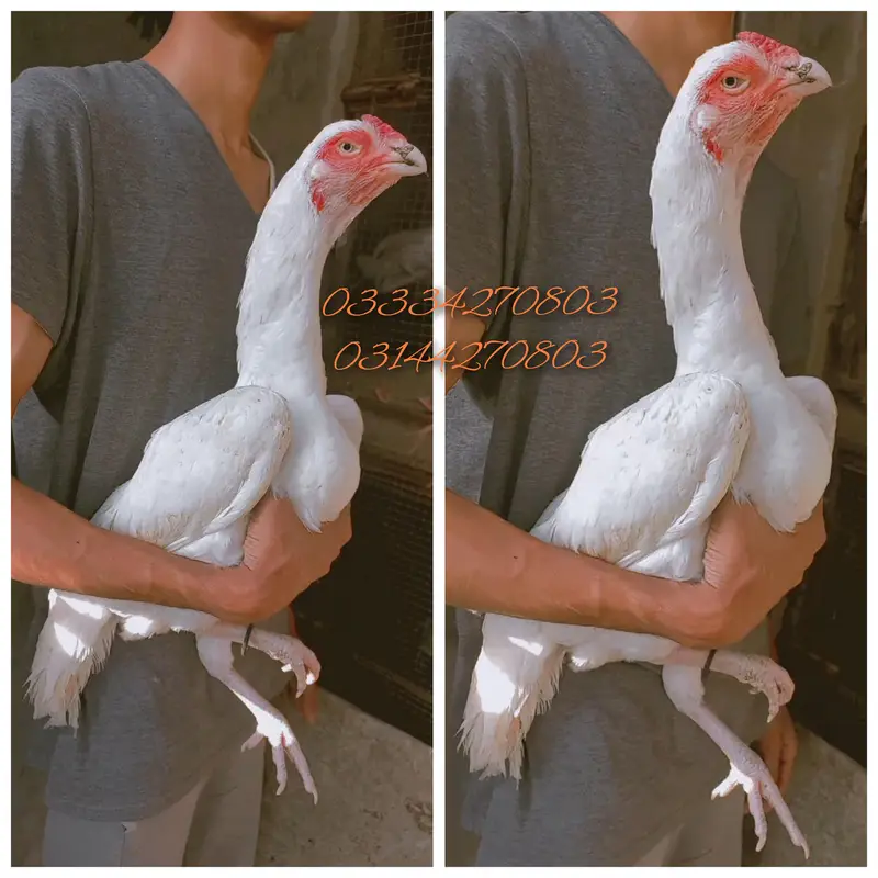 Heera/Aseel/chick/eggs/pathy/madi/murga/hera/hira/hen/white/pure/aseel — photo 7