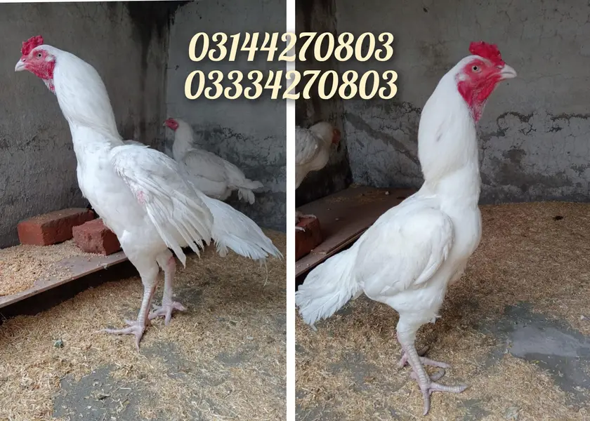 Heera/Aseel/chick/eggs/pathy/madi/murga/hera/hira/hen/white/pure/aseel — photo 12