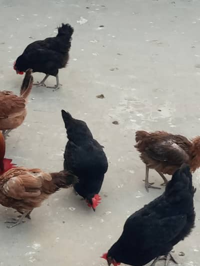 Egg lying murgiyan & Roosters for sale