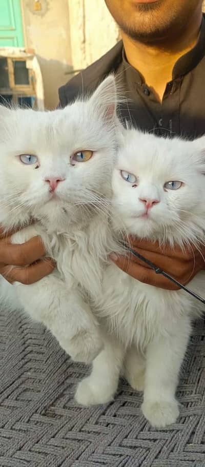 2 MALES PURE PERSIAN ODD-EYES FOR SALE