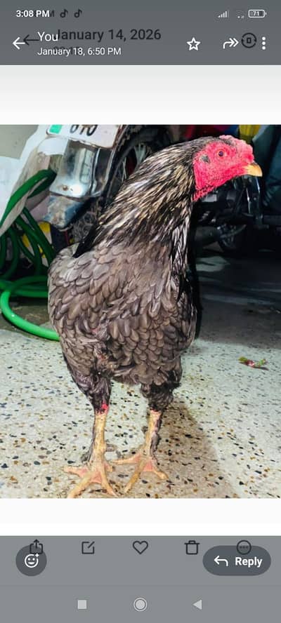 Bohat achi quality ka sleta murga