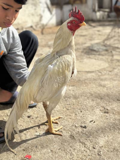 All white bird for sale