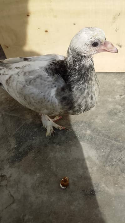 Hand tame chick for sale in cheap price