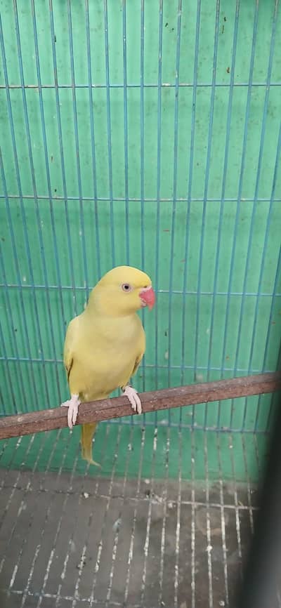 ringnek pair green. yellow female. and 1 male raw