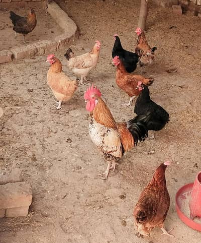 Egg laying Hen for sale