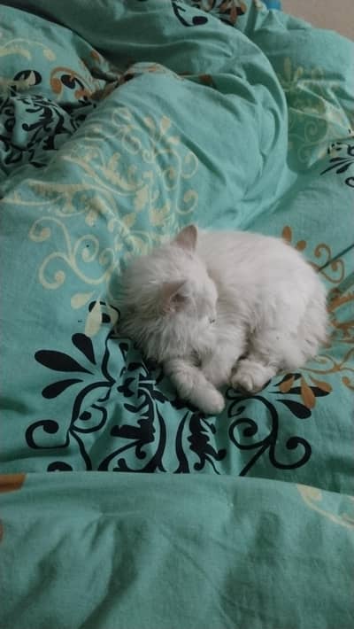 pair white Persian cat