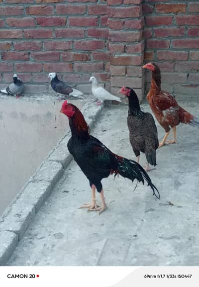 1 Mail Hen & 2 Femail hens for sale