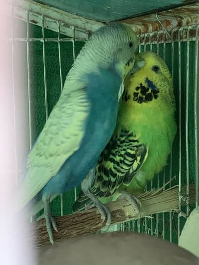 King size budgie