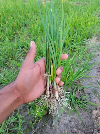 piaaz nsar puri beej