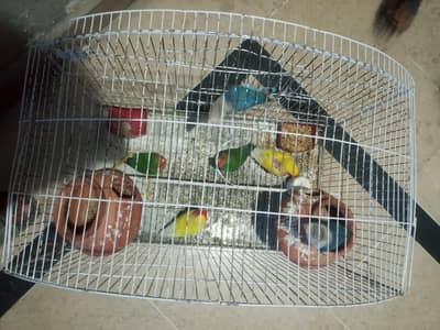 love bird for sale