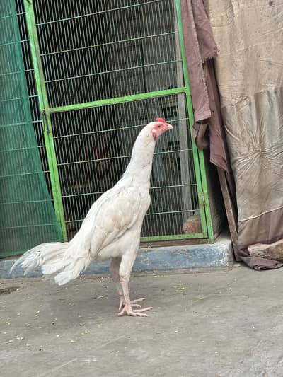 Aseel white heera patha