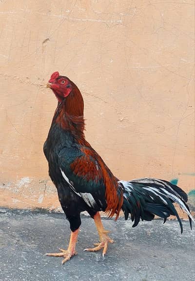 bhot acha aseel murga 3kg morha ka.