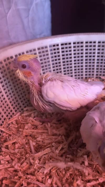 Cockatiel Chicks