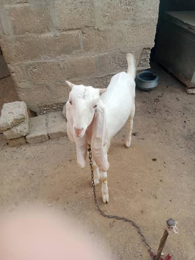 Pure Gulabi Bakri