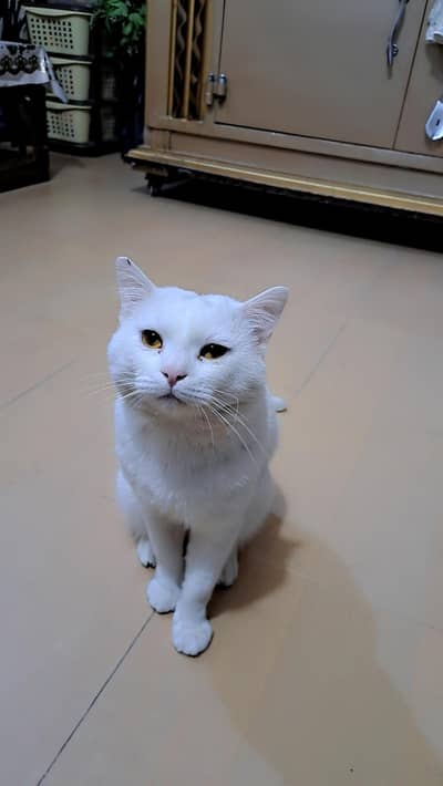 Adorable male cat  available