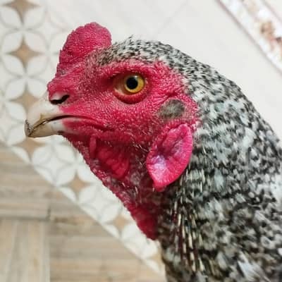 pure japnese shamo and pure thai