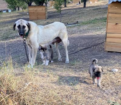 Turkish Kangal Dog Puppy