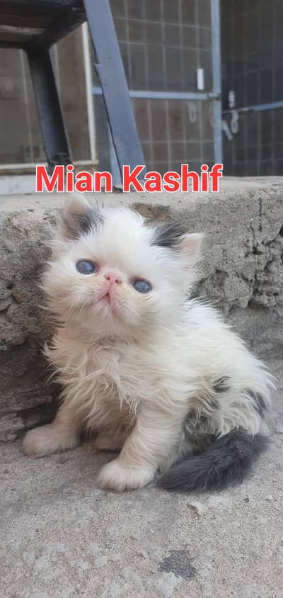 cfa bloodline pure persian