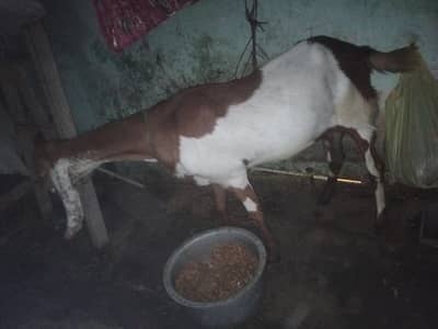 Ghabban bakri one month