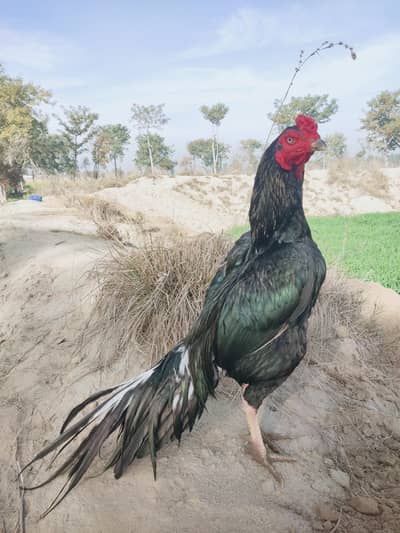 Black Lasani Asil murga Mianwali