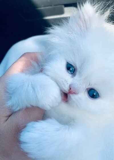 Persian Cat for sale my WhatsApp number 03457084434