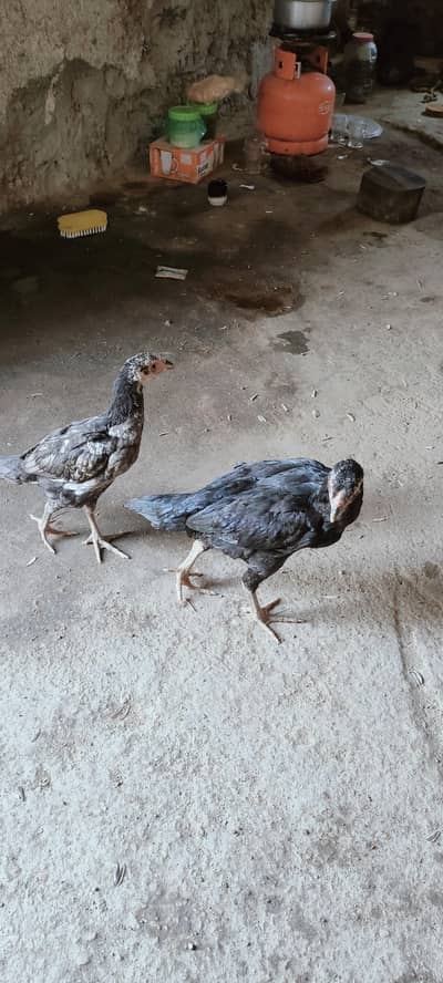 Black O Shamo active male aur female hain Ma Sha ALLAH