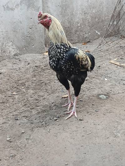 mianwali jawa exchange