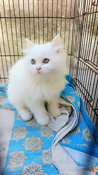 persian kid female kitten aplus quality litter trained healthy active