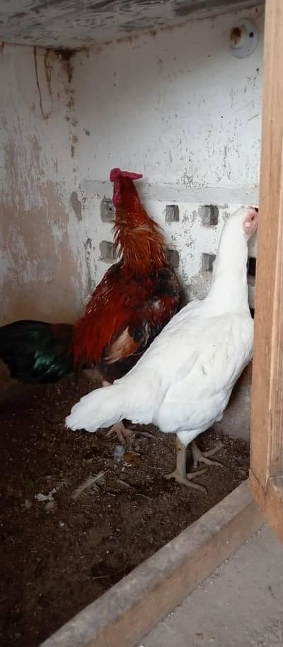 Aseel Jawa Male and Thai female