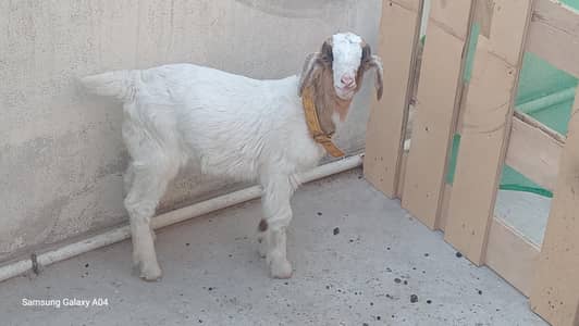 Male teddy pink nose 2 months