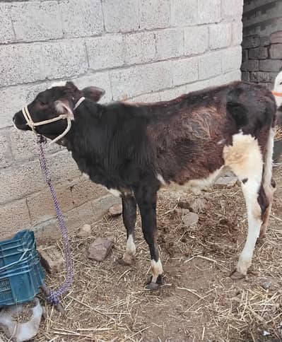 Sehatmand 7 Month Ki Cow Bachi Available