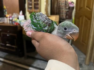 Kashmir chick for sale