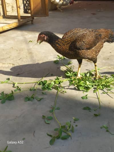 brown black sheep murgi ha