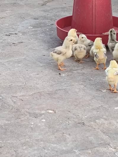 Aseel Chiks For Sale