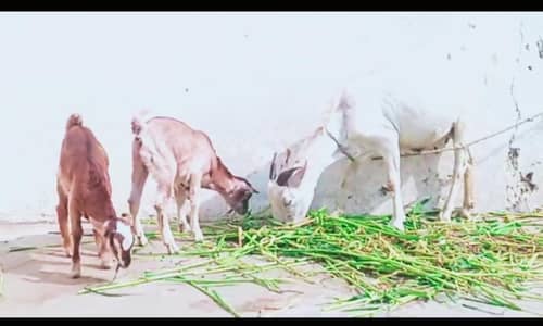 show class Russian tedi female with Rare alpine breed kids