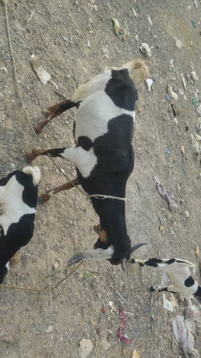 Goat for sale