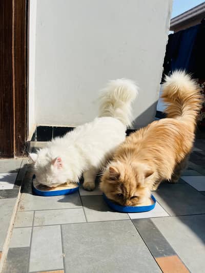 persian cat pair 03234102419