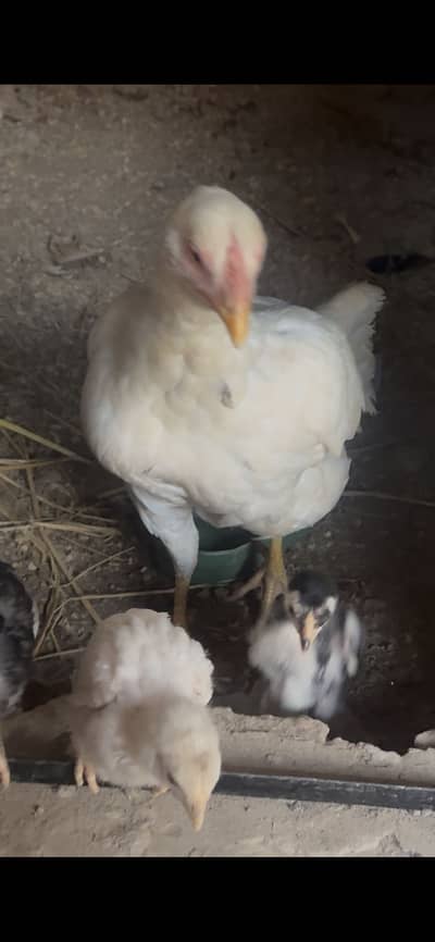 Aseel Setup for sale