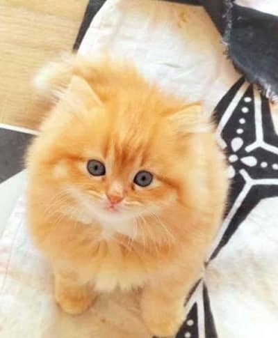 Persian Cat for sale my WhatsApp number 03457084434