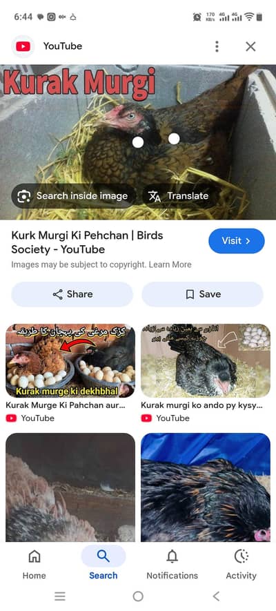 kurak murgi required