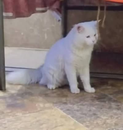 Persian Cat for Sale
