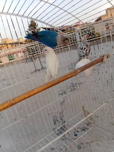 love bird breeder pair