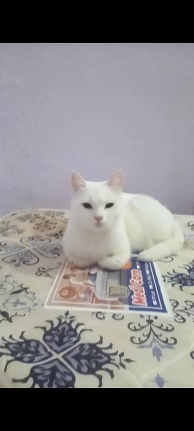 cat pair urgent for sale