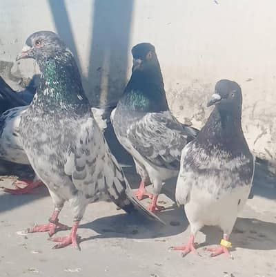 8 pcs breeder 1000 pr final pigeon kabutar
