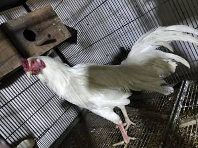 white aseel breeder morga