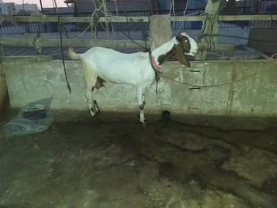 Tapri Sindh bakri 03123157488